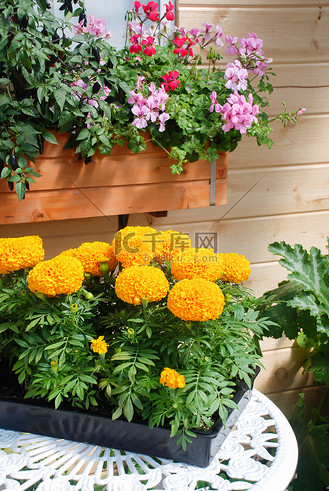 tagetes erecta,墨西哥万寿菊,白色 ta 上的万寿菊盆栽植物