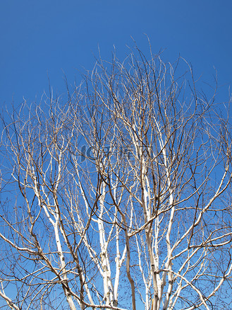 vip免费下载摄影图秋天白桦树摄影图个人vip和企业vip免费下载视频音