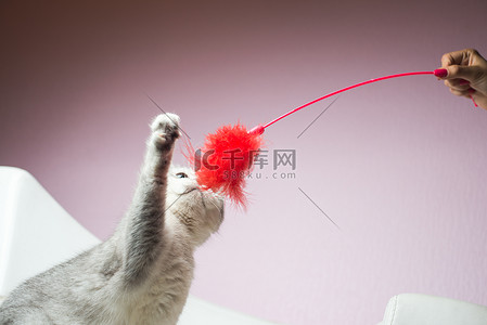 萌猫摄影照片和女孩玩耍的白灰萌猫