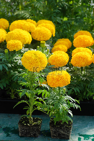 万寿菊盆栽图片素材_万寿菊(tagetes erecta,墨西哥万寿菊),万寿菊