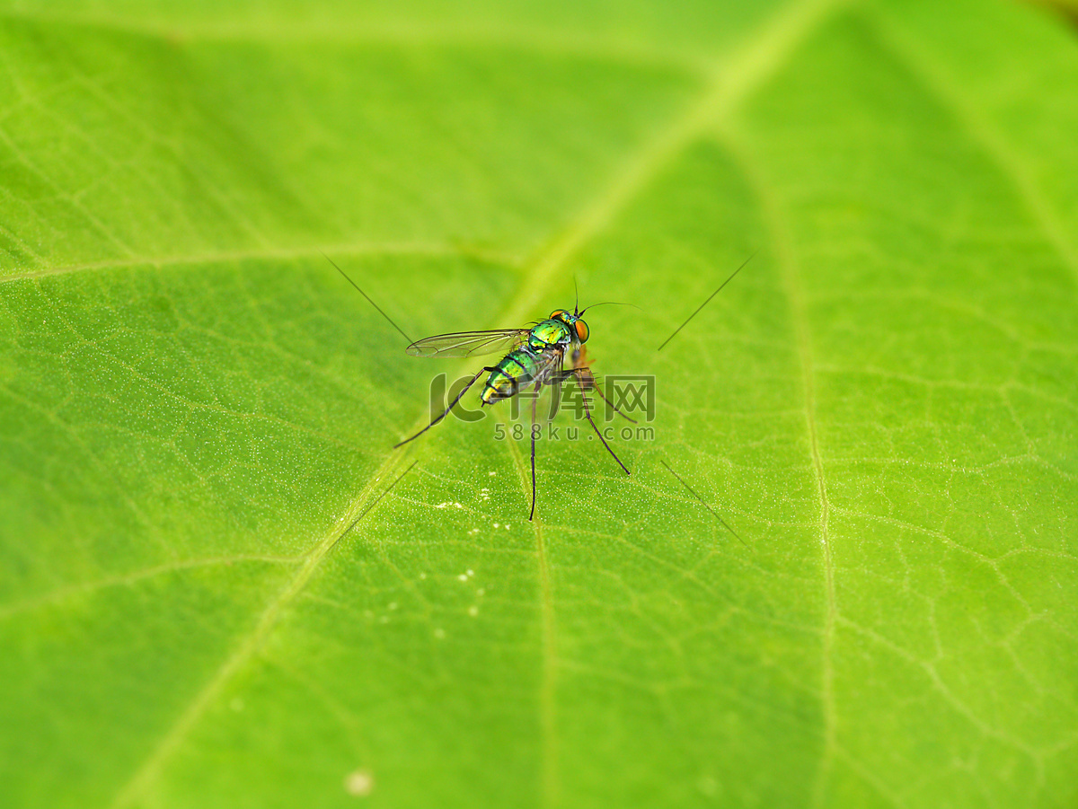 Free Images : leaf, flower, animal, green, insect, reptile, yellow, fauna, lizard, invertebrate ...