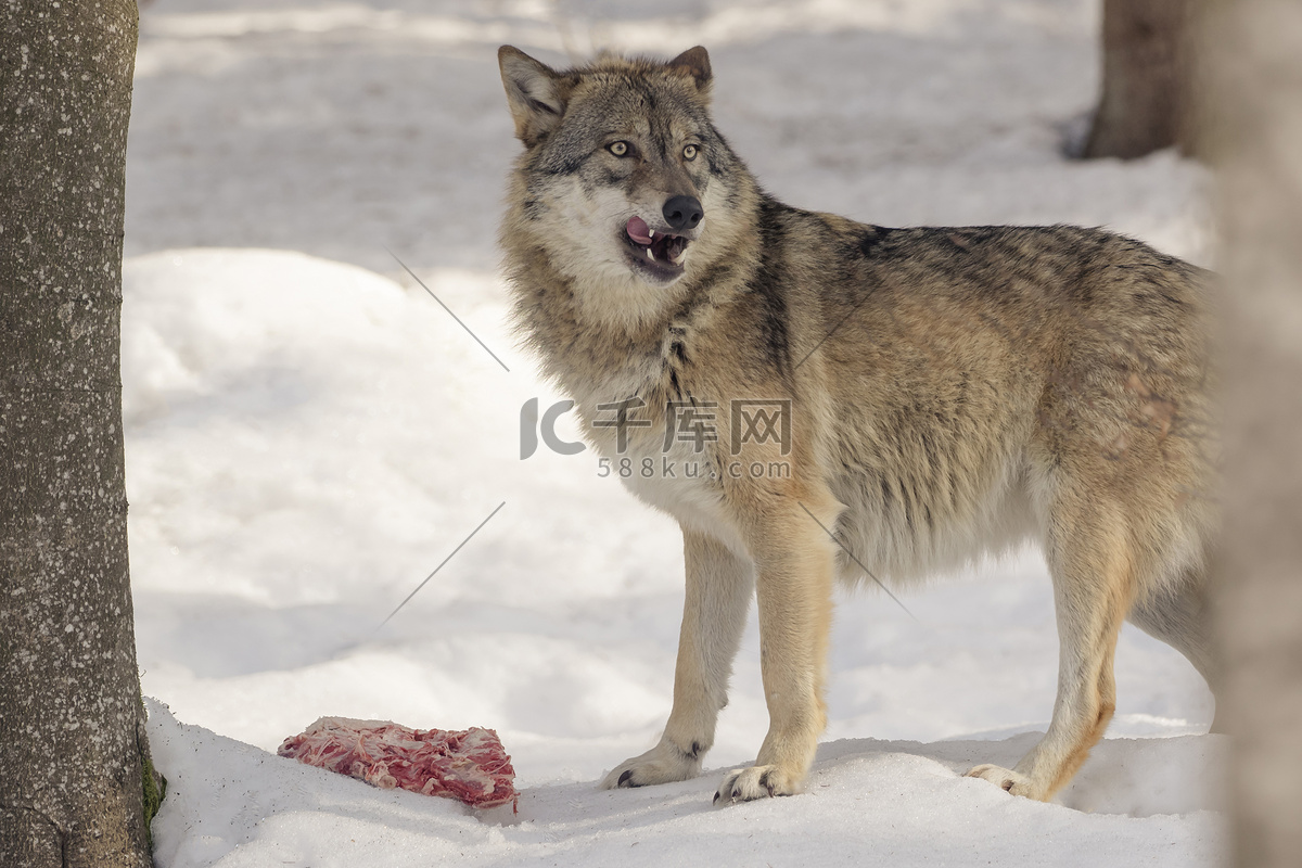雪地上夜晚捕食的狼图片-千叶网