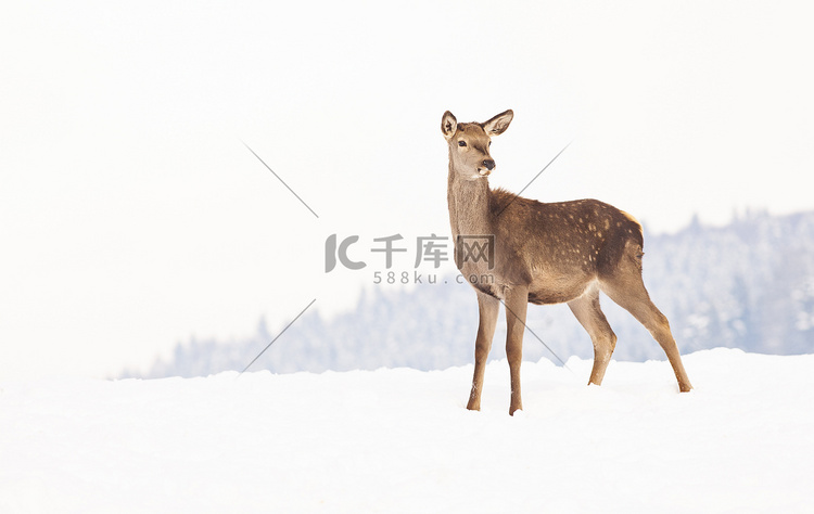 冬雪中的狍子高清摄影大图-千库网