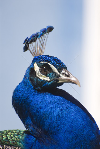 印度蓝孔雀 (pavo cristatus)