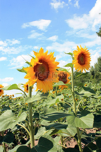 蓝天背景下的两朵向日葵