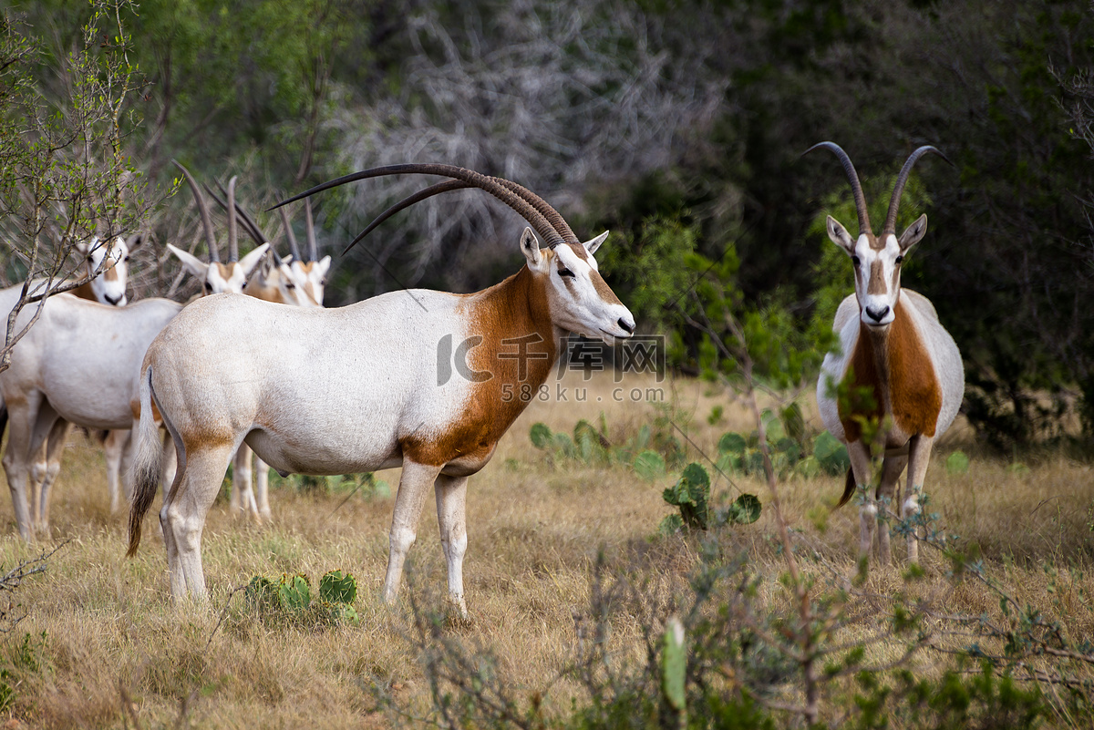 弓角羚羊 | 高雄旅遊網