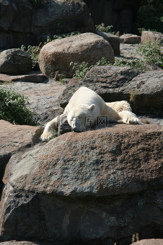 睡觉的北极熊图片_睡觉的北极熊素材-睡觉的北极熊图片大全-千库网