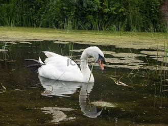 秋叶的倒影个人vip和企业vip免费下载免抠元素艺术线条画动物天鹅企业