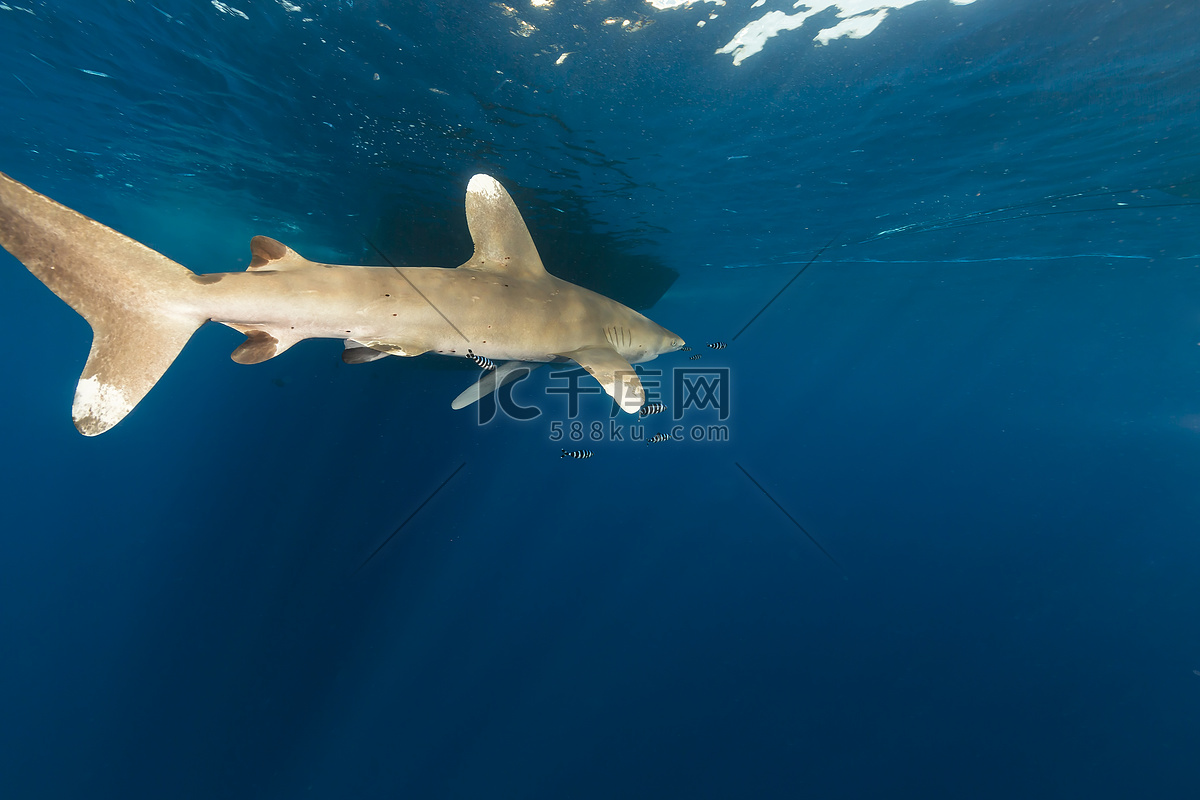 Oceanic Whitetip Shark | Carcharhinus longimanus | Shark Database