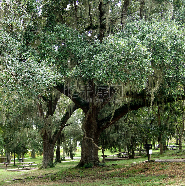 野餐区的树木高清摄影大图-千库网
