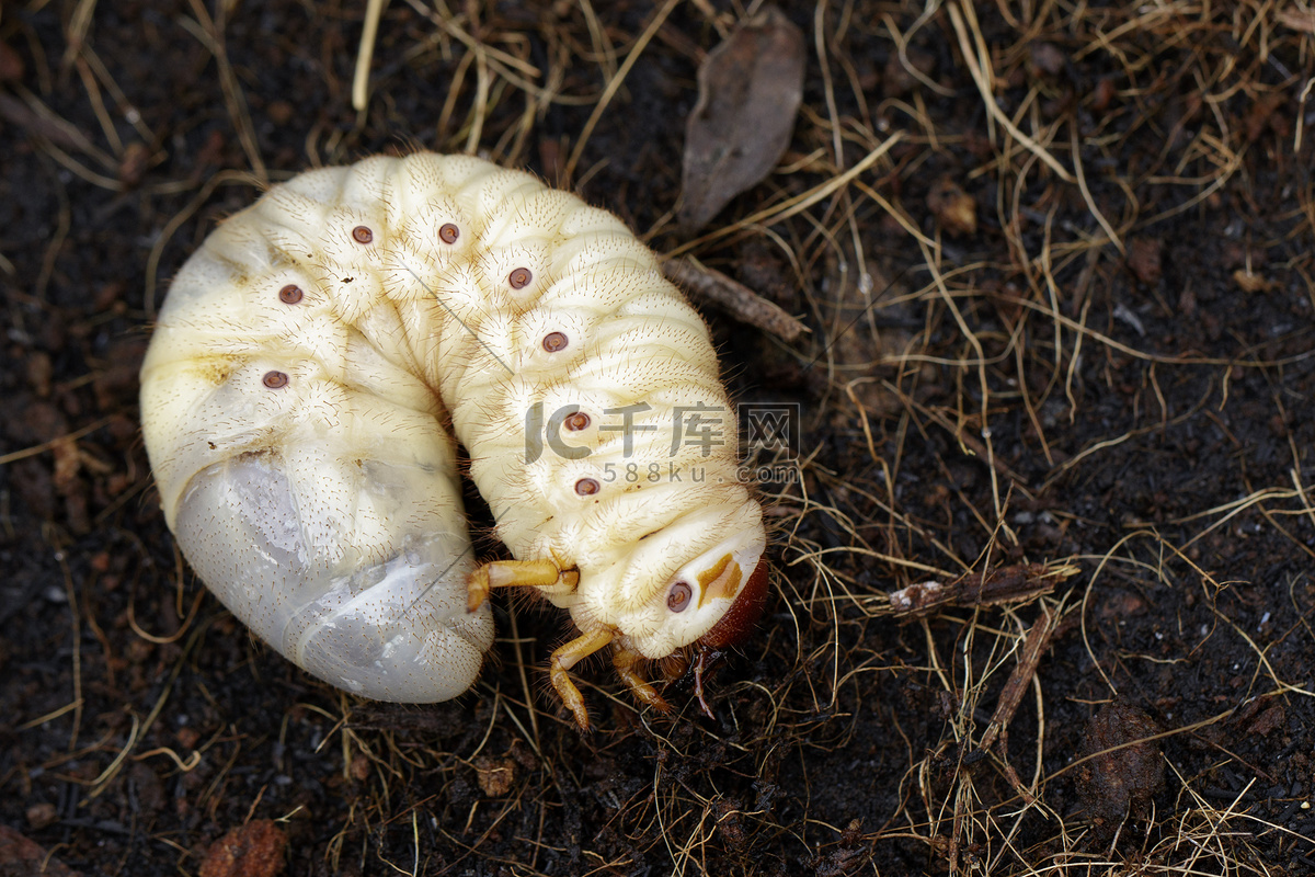 ヤシオオオサゾウムシ | 虫の写真と生態なら昆虫写真図鑑「ムシミル」