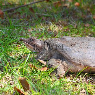 佛罗里达软壳龟 (apalone ferox)