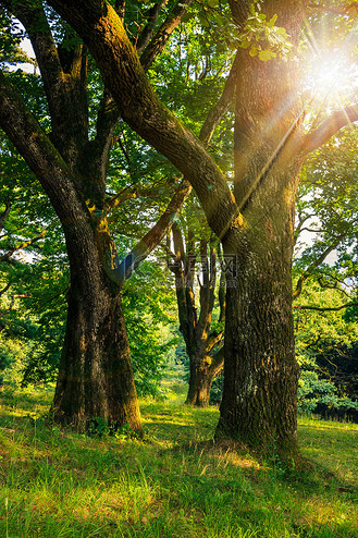 阳光下树荫下的森林空地