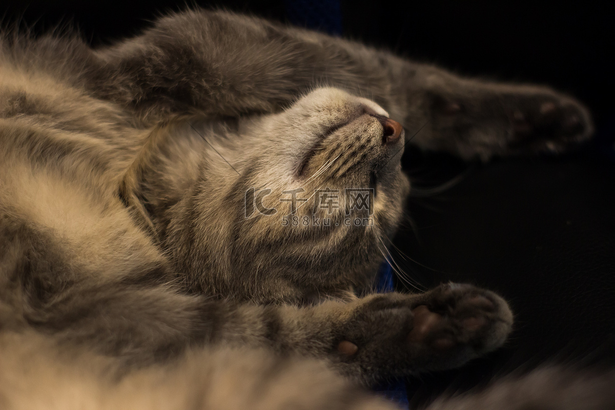 一只美丽的小猫坐在灰色的沙发上照片摄影图片_ID:154526203-Veer图库