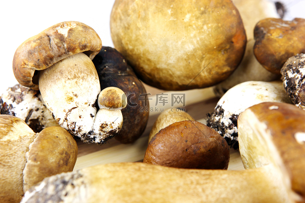 美味牛肝菌-中国食用菌-图片