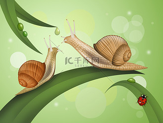 叶子上的两只蜗牛
