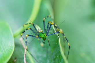 马达加斯加绿色山猫蜘蛛 (peucetia madagascariensis)
