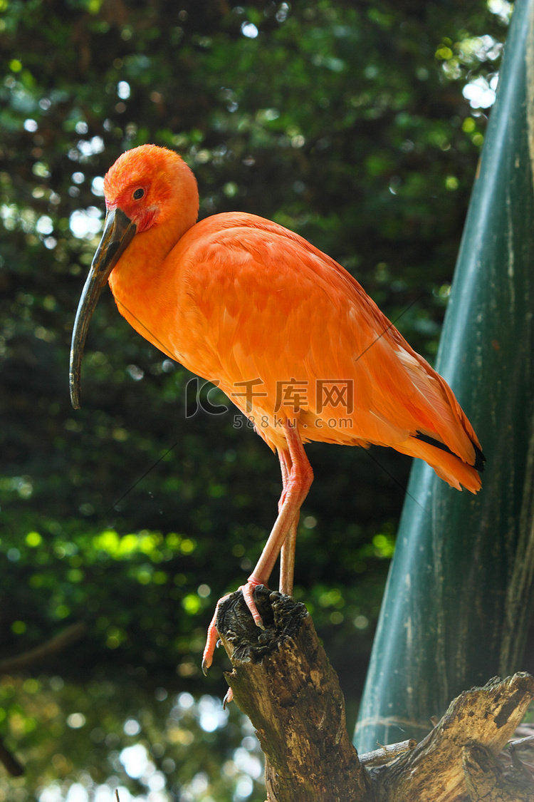 朱鹮高清摄影大图千库网