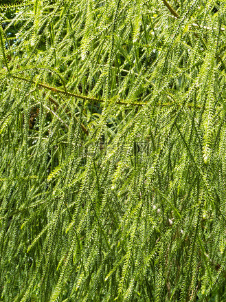 新西兰叶子图片_新西兰叶子素材-新西兰叶子图片大全-千库网