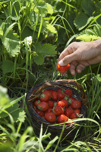 手摘星辰图片素材_手摘草莓的特写