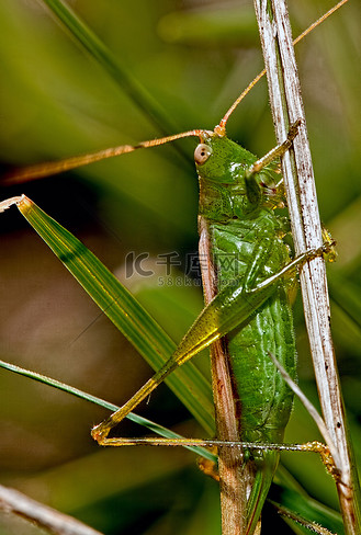 绿色系梦幻唯美治愈野外树林风景河流背景企业vip免费下载摄影图绿