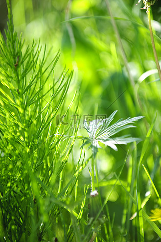 绿草植物草图片素材_绿草和植物