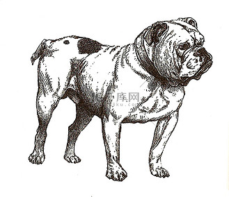 英国斗牛犬图片素材_英国斗牛犬的插图