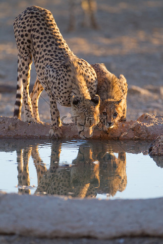 荒野中的猎豹幼崽