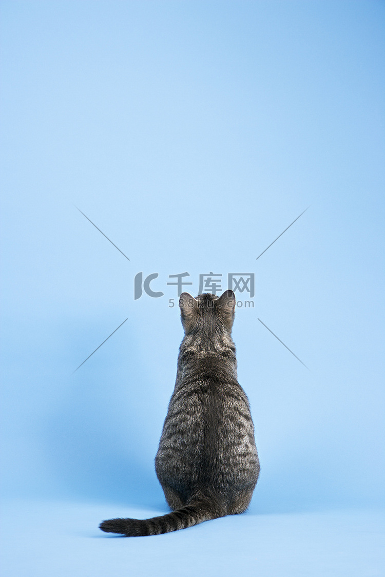 灰猫的背影。高清摄影大图千库网