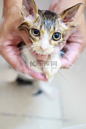 悬索桥猫道图片素材可爱的波斯小猫洗澡