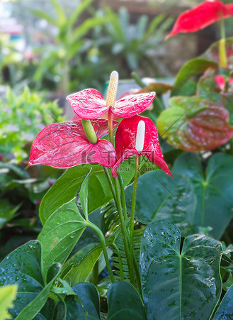 花园里的火烈鸟花