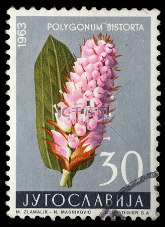 在南斯拉夫打印的邮票显示 polygonum bistorta