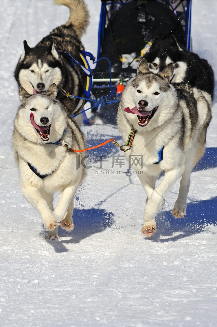 雪橇犬，雪橇犬有哪几种