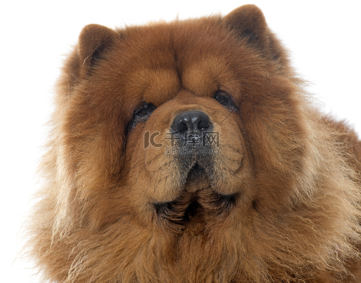 装饰性的松狮犬站立画像插画图片素材_ID:367835150-Veer图库