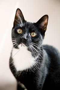 萌猫摄影照片萌猫
