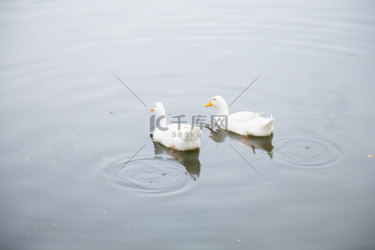 阿拉帕霍县的一只雌性鸭子和一群小鸭子，美国科罗拉多州-身材娇小的游泳能手 阿拉帕霍县的一只雌性鸭子和一群小鸭子，美国科罗拉多州 (© ...