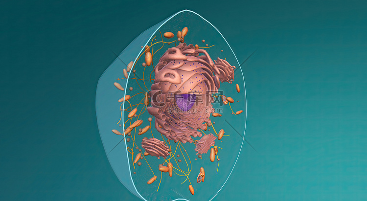 真核生物,任何拥有明确定义的细胞核的细胞或生物体。高清摄影大图千库网