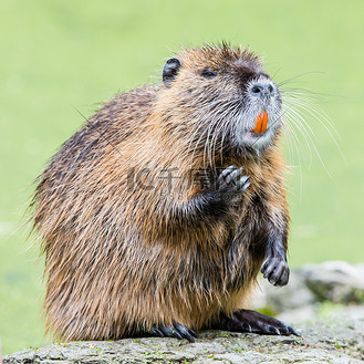 myocastor 巨水鼠,单一哺乳动物