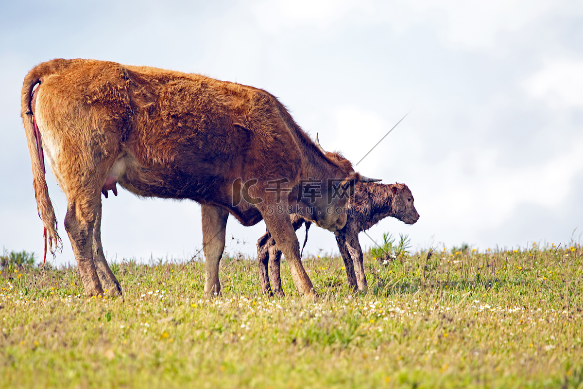 牧场的奶牛高清图片下载-正版图片500650369-摄图网