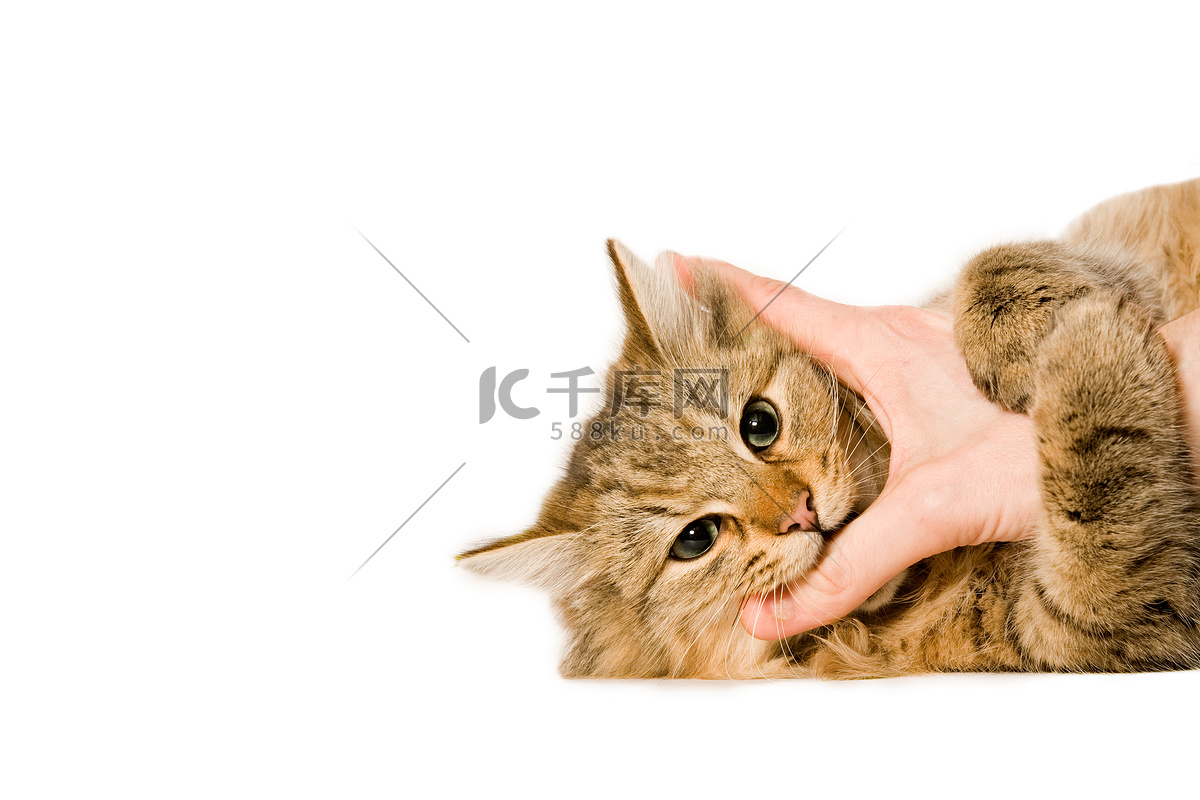 一对毛茸茸的猫在爱的拥抱插画图片素材_ID:407991203-Veer图库