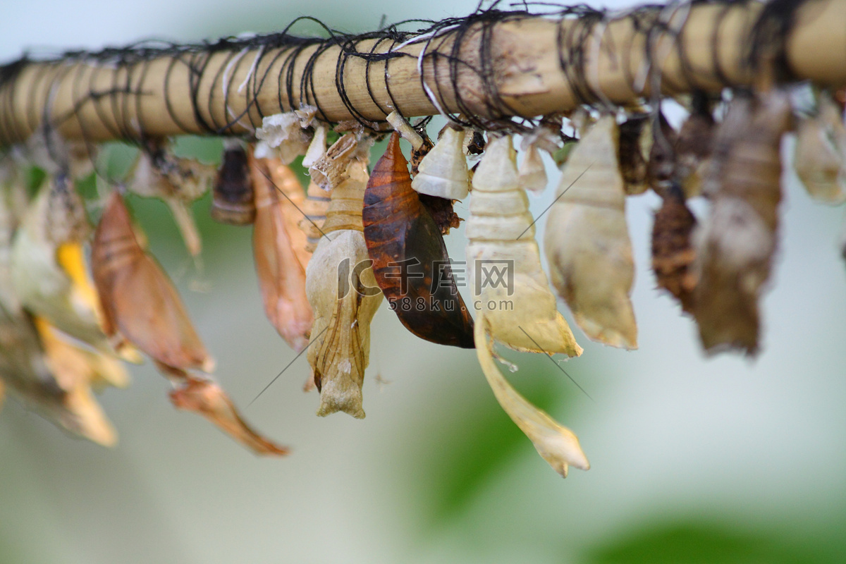 蝴蝶蛹的高清图片-千叶网