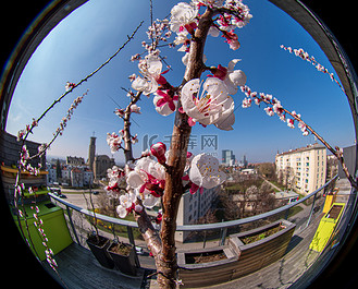 一个开花的杏树枝的详细圆形鱼眼视图