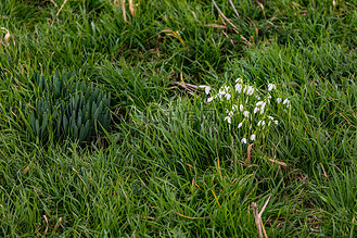 春天的一场雪图片素材_草地上的雪花莲是春天的预兆
