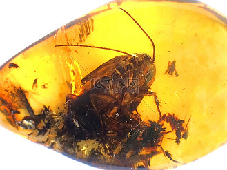 嵌入甲虫的琥珀