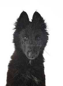 小狗 Groenendael 狗高清摄影大图 千库网