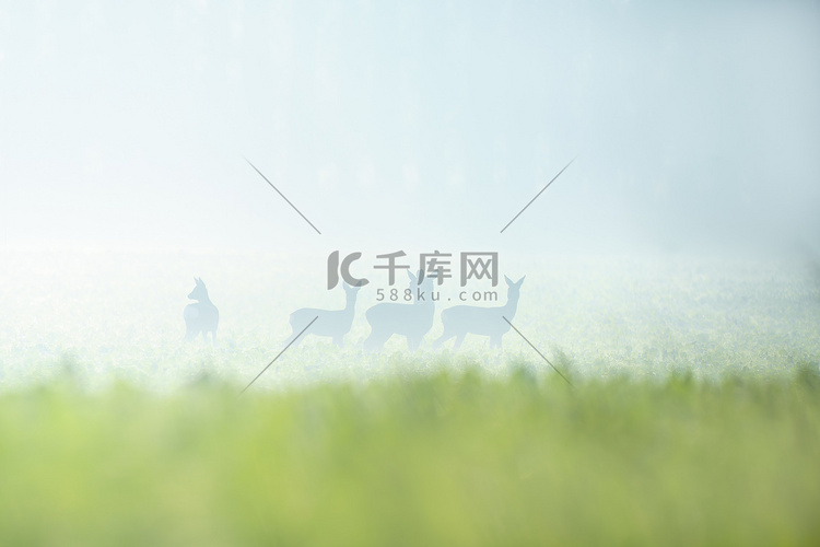 秋天田野里的一群狍子高清摄影大图-千库网
