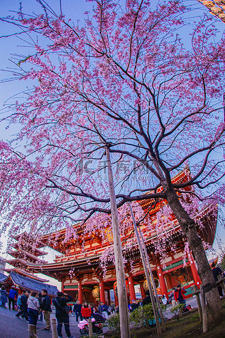 分枝樱花和浅草寺