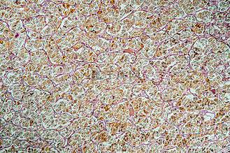 脑下垂体图片素材_200x 显微镜下的脑垂体