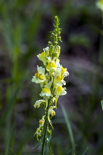 火焰草(linaria vulgaris)