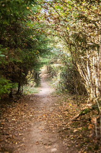 树木丛生的空心森林小径